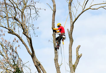 Alton Tree Care - Tree Surgery Tree Surgeons Fourmarks Alresford
Basingstoke Bordon Farnham Four Marks Petersfield Ropley Selborne Whitehill Winchester