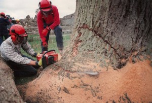 Alton Tree Care - Tree Surgery Wavely Abbey Fourmarks Alresford Basingstoke Bordon Farnham Four Marks Petersfield Ropley Selborne Whitehill Winchester