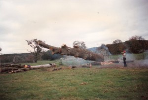 Alton Tree Care - Tree Surgery Wavely Abbey Fourmarks Alresford Basingstoke Bordon Farnham Four Marks Petersfield Ropley Selborne Whitehill Winchester