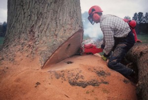 Alton Tree Care - Tree Surgery Wavely Abbey Fourmarks Alresford Basingstoke Bordon Farnham Four Marks Petersfield Ropley Selborne Whitehill Winchester