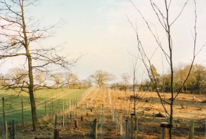 Alton Tree Care - Tree Management Privitt Fourmarks Alresford Basingstoke Bordon Farnham Four Marks Petersfield Ropley Selborne Whitehill Winchester