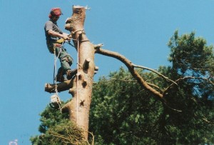 Alton Tree Care - Tree Surgery Farnham Surgeons Fourmarks Alresford Basingstoke Bordon Farnham Four Marks Petersfield Ropley Selborne Whitehill Winchester