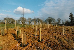 Alton Tree Care - Tree Management Privitt Fourmarks Alresford Basingstoke Bordon Farnham Four Marks Petersfield Ropley Selborne Whitehill Winchester