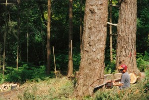 Alton Tree Care - Tree Surgery Farnham Surgeons Fourmarks Alresford Basingstoke Bordon Farnham Four Marks Petersfield Ropley Selborne Whitehill Winchester