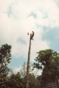 Alton Tree Care - Tree Surgery Alton Surgeons Fourmarks Alresford Basingstoke Bordon Farnham Four Marks Petersfield Ropley Selborne Whitehill Winchester