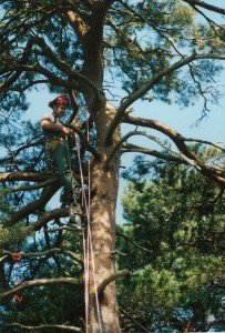 Alton Tree Care - Tree Surgery Dorking Surgeons Fourmarks Alresford Basingstoke Bordon Farnham Four Marks Petersfield Ropley Selborne Whitehill Winchester