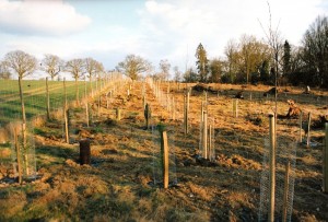 Alton Tree Care - Tree Management Privitt Fourmarks Alresford Basingstoke Bordon Farnham Four Marks Petersfield Ropley Selborne Whitehill Winchester