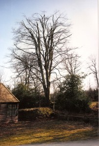 Alton Tree Care - Tree Surgery Shalford Surgeons Fourmarks Alresford Basingstoke Bordon Farnham Four Marks Petersfield Ropley Selborne Whitehill Winchester