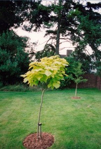 Alton Tree Care - Tree Management Waldingham Fourmarks Alresford Basingstoke Bordon Farnham Four Marks Petersfield Ropley Selborne Whitehill Winchest